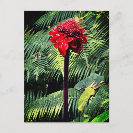 Torch Ginger Briefkaart (Voorkant)