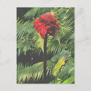 Torch Ginger Briefkaart