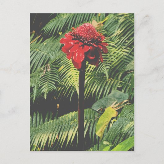 Torch Ginger Briefkaart (Voorkant)