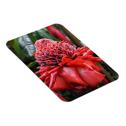 Torch Ginger Magneet (Rechterzijde)