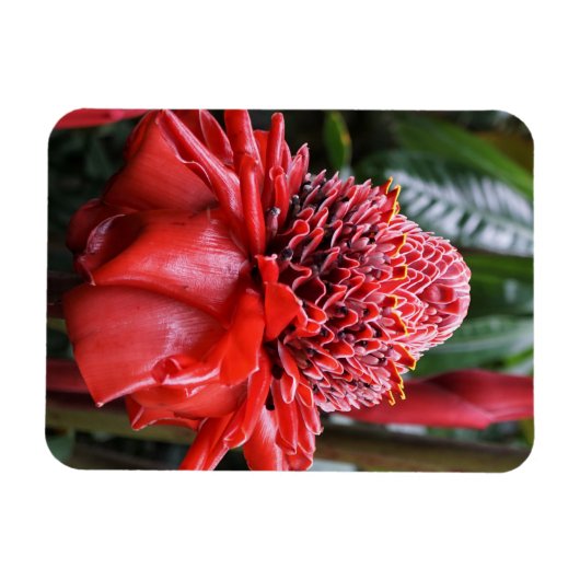 Torch Ginger Magneet (Horizontaal)