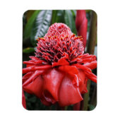 Torch Ginger Magneet (Verticaal)