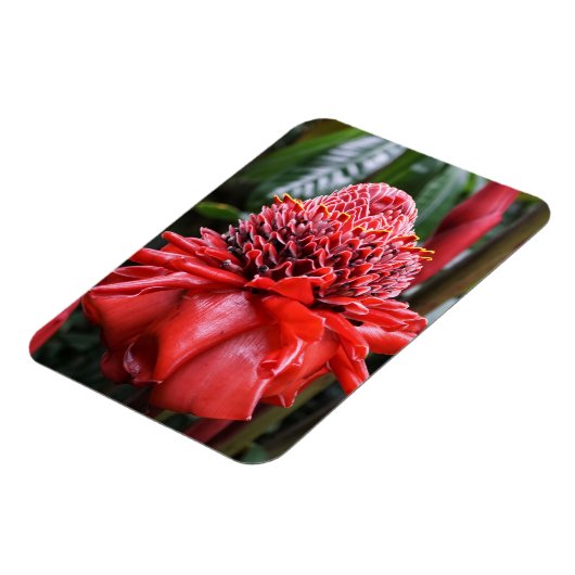 Torch Ginger Magneet (Linkerzijde)