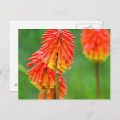 Torch Lily (Knifofia Uvaria), Westerne cape Briefkaart (Voorkant / Achterkant)