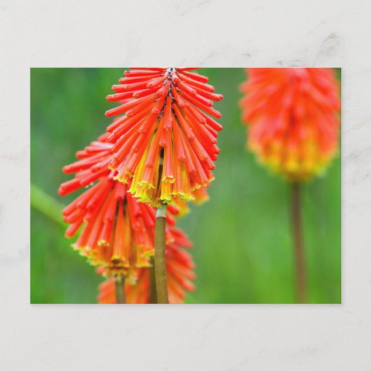 Torch Lily (Knifofia Uvaria), Westerne cape Briefkaart (Voorkant)