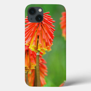 Torch Lily (Knifofia Uvaria), Westerne cape Case-Mate iPhone Case