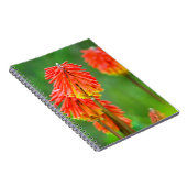 Torch Lily (Knifofia Uvaria), Westerne cape Notitieboek (Rechterzijde)