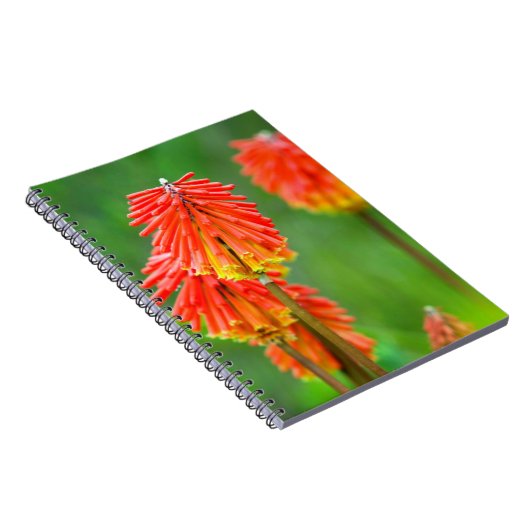 Torch Lily (Knifofia Uvaria), Westerne cape Notitieboek (Rechterzijde)