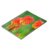 Torch Lily (Knifofia Uvaria), Westerne cape Notitieboek (Linkerzijde)