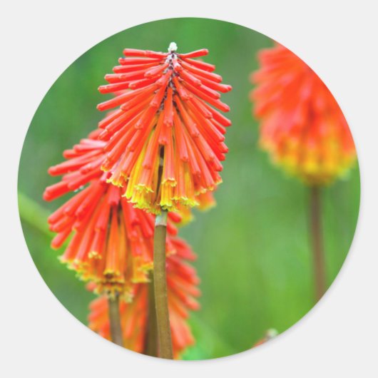 Torch Lily (Knifofia Uvaria), Westerne cape Ronde Sticker (Voorkant)