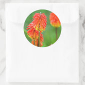 Torch Lily (Knifofia Uvaria), Westerne cape Ronde Sticker (Tas)