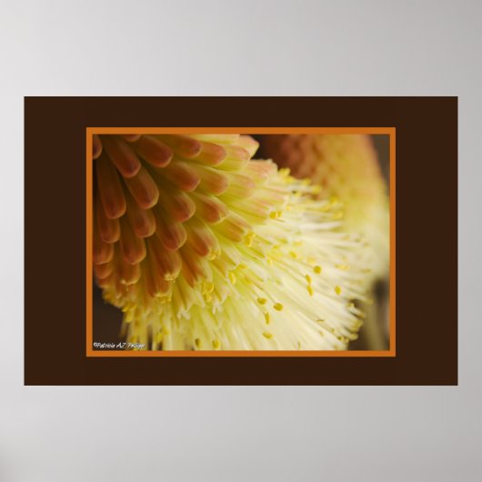 Torch Lily Red Hot Poker Flower Close-up foto Poster (Voorkant)