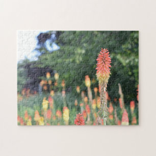 Torch Lily Red Hot Poker Flower Natuur Fotografie Legpuzzel