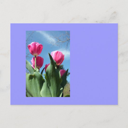 torenhoge tulpen briefkaart (Voorkant)