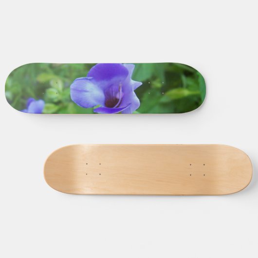 Torenia Skateboard (Horizontaal)