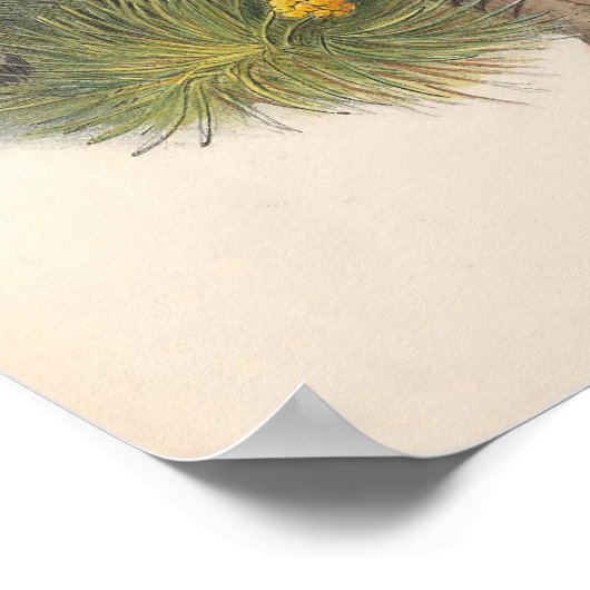  torenvalk Bird Poster (Hoek)