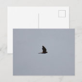 Torenvalk Briefkaart (Voorkant / Achterkant)