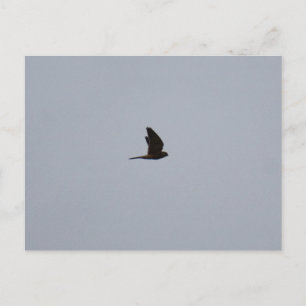 Torenvalk Briefkaart