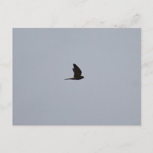 Torenvalk Briefkaart (Voorkant)