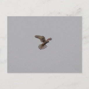 Torenvalk Briefkaart