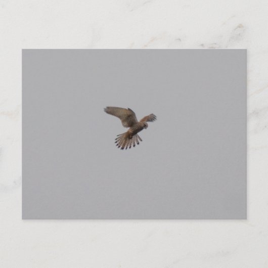 Torenvalk Briefkaart (Voorkant)