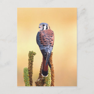 Torenvalk, Falco sparverius, Inheems in de VS & Ca Briefkaart