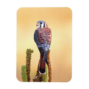 Torenvalk, Falco sparverius, Inheems in de VS & Ca Magneet