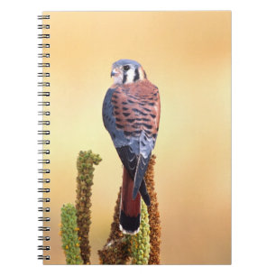 Torenvalk, Falco sparverius, Inheems in de VS & Ca Notitieboek