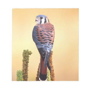 Torenvalk, Falco sparverius, Inheems in VS & Canad Notitieblok