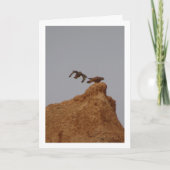 torenvalk, Falco tinnunculus Kaart (Voorkant)