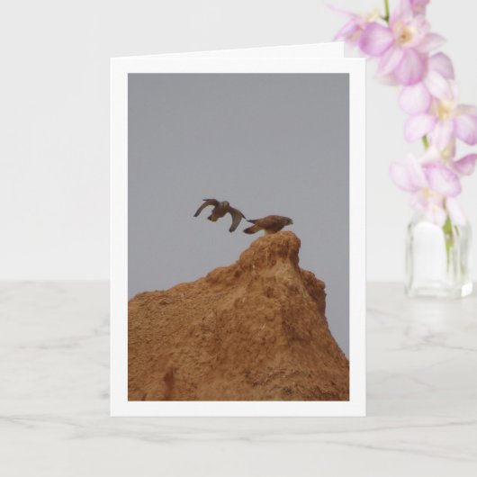 torenvalk, Falco tinnunculus Kaart (Orchidee)