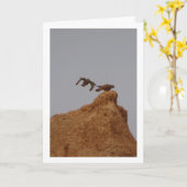 torenvalk, Falco tinnunculus Kaart (Gele Bloem)