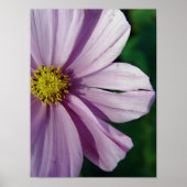 Torn Poster (Voorkant)