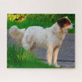Tornjak Dog Jigsaws. Legpuzzel (Horizontaal)