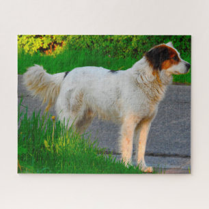 Tornjak Hond Puzzels. Legpuzzel