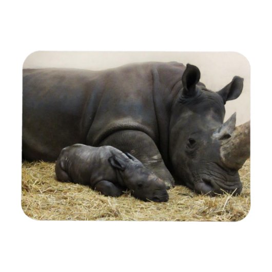 Toronto Zoo baby white rhino Magneet (Horizontaal)