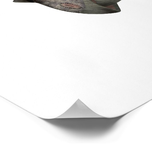 Torosaurus Dinosaur Tail Poster (Hoek)