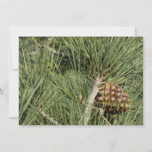 Torrey Pine Close-up Californië Botanisch Kaart