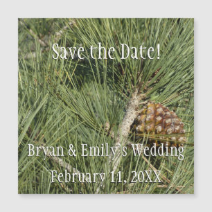 Torrey Pine Closeup California Botanical