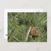 Torrey Pine Closeup California Botanical Briefkaart (Voorkant / Achterkant)