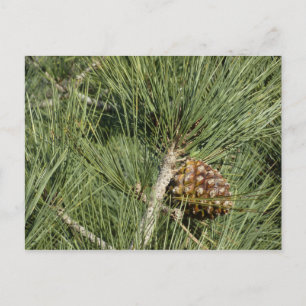 Torrey Pine Closeup California Botanical Briefkaart