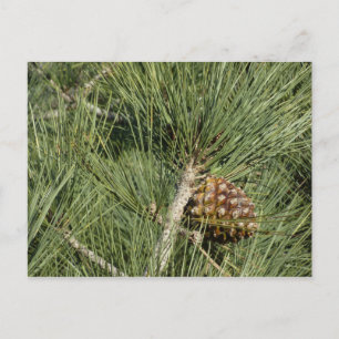 Torrey Pine Closeup California Botanical Briefkaart