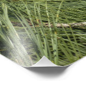 Torrey Pine Closeup California Botanical Foto Afdruk (Hoek)