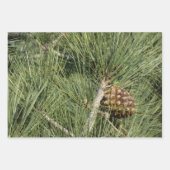 Torrey Pine Closeup California Botanical Inpakpapier Vel (Voorkant)