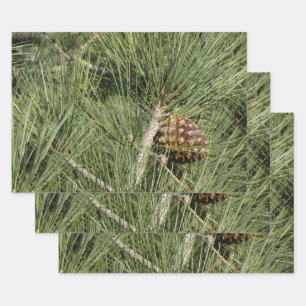 Torrey Pine Closeup California Botanical Inpakpapier Vel