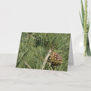Torrey Pine Closeup California Botanical Kaart