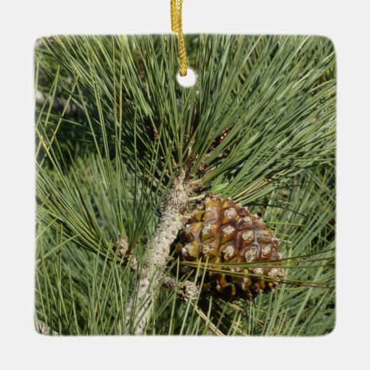 Torrey Pine Closeup California Botanical Keramisch Ornament (Voorkant)