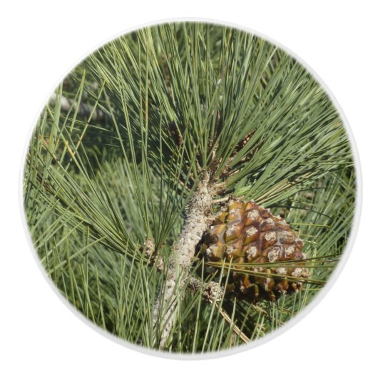 Torrey Pine Closeup California Botanical Keramische Knop (Voorkant)