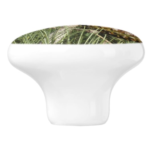 Torrey Pine Closeup California Botanical Keramische Knop (Zijkant)