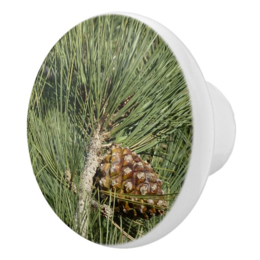 Torrey Pine Closeup California Botanical Keramische Knop (Rechts)